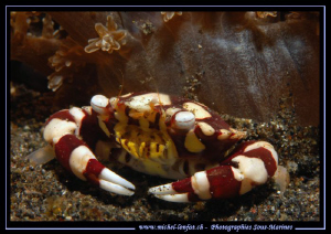 Little and very nice Anemone Crab in the waters of Lembeh... by Michel Lonfat 